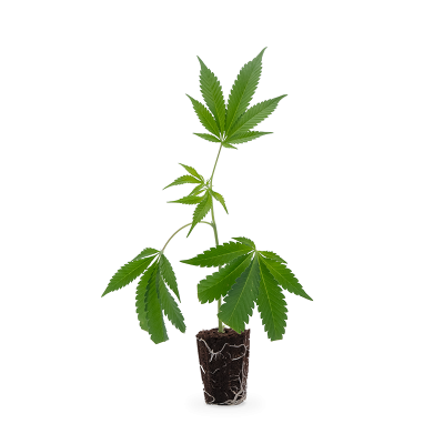 Skywalker Kush Steckling 