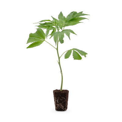 Tropicanna Banana Steckling
