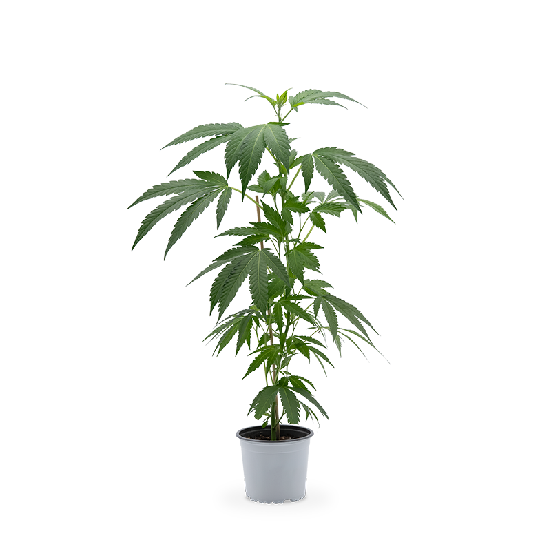 AK 47 Hanfpflanze 