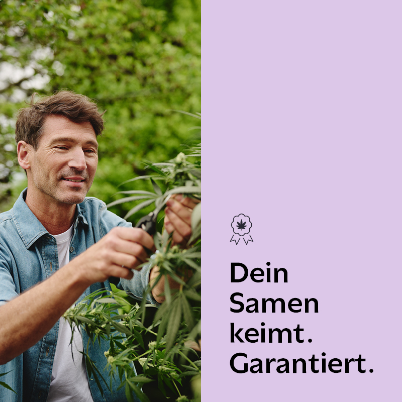 Jilly Bean | Feminisiert Erfolgsgarantie