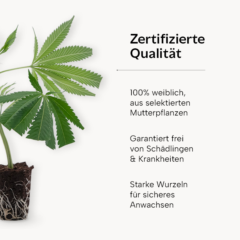 Power Plant in zertifizierter Qualität