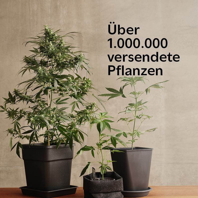 Power Plant mit über 1.000.000 versendeten Pflanzen