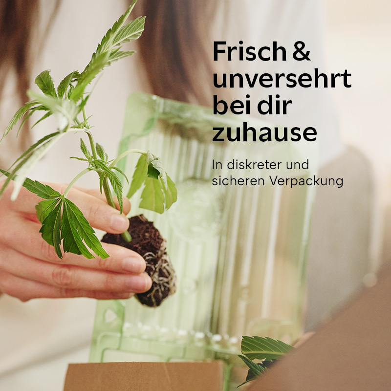 Power Plant frisch & unversehrt bei dir zu Hause