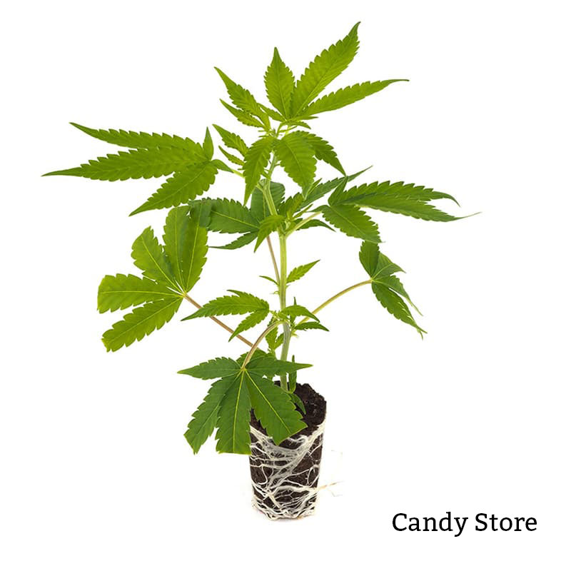 Candy Store Steckling