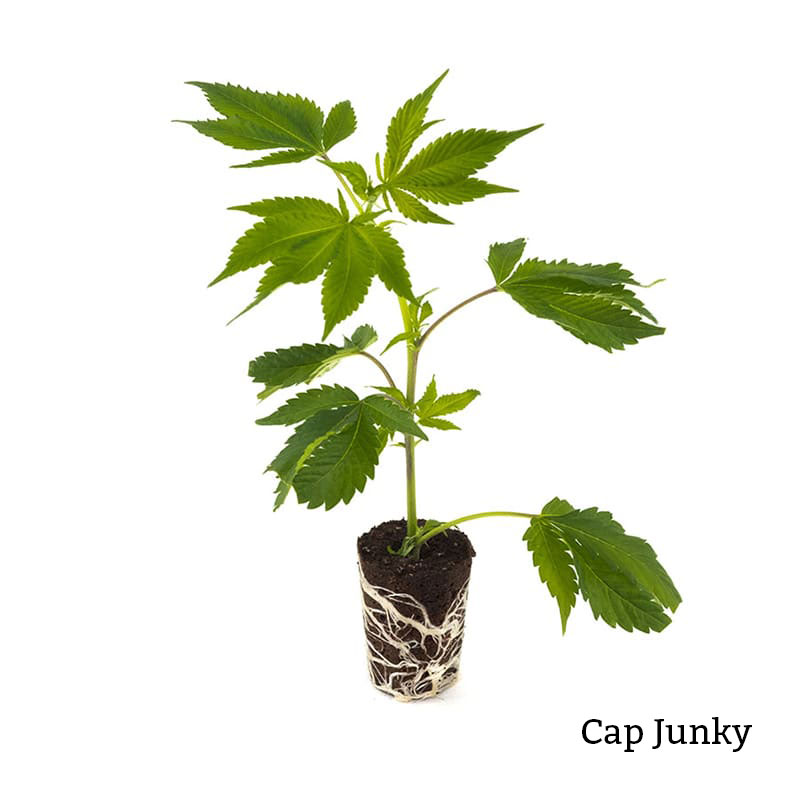 Cap Junky Steckling