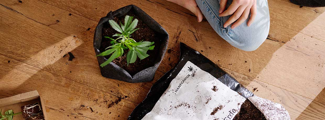 Autoflower vs. photoperiodisch: Was Einsteiger wissen sollten