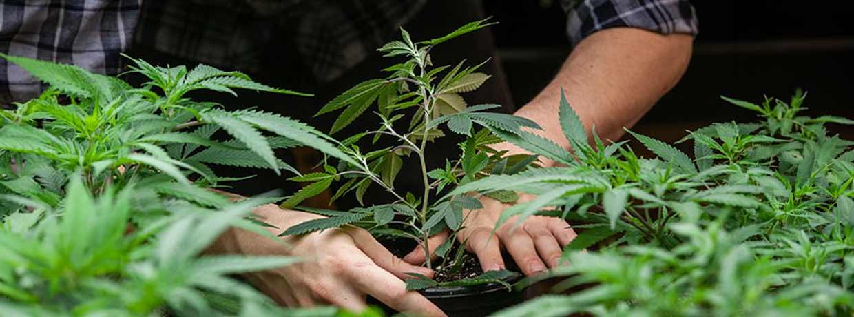 Cannabis Growing Tipps: Alles, was ihr wissen müsst