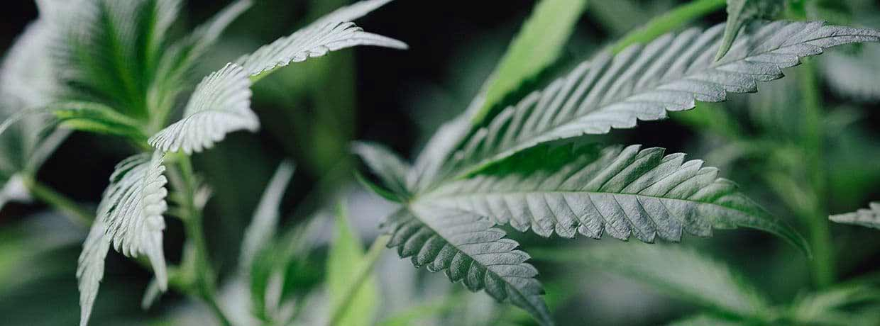 Diese Pflanzen vertragen sich mit Cannabis