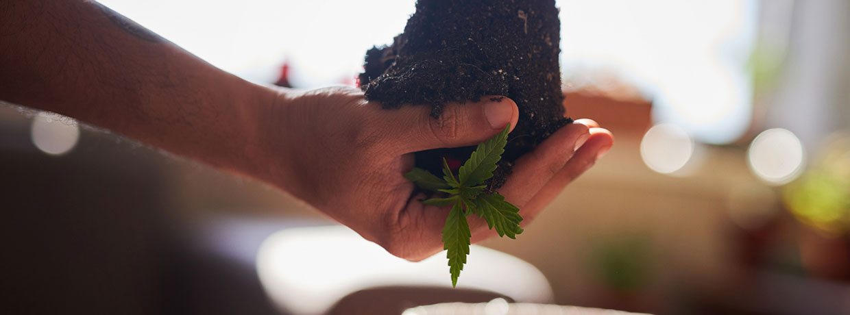 Wurzelfäule bei Cannabis: Ursachen, Warnsignale & Behandlung