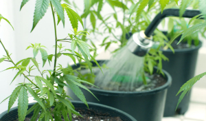 Bewässerung: Cannabis richtig gießen für starke Pflanzen