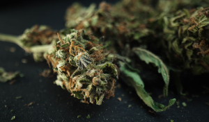 So funktioniert der Entourage-Effekt bei Cannabis