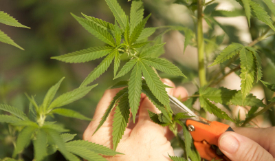 Cannabis Pflanzen richtig beschneiden: Das musst Du wissen!