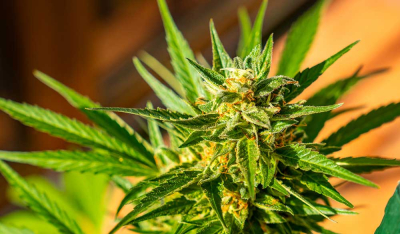 Skunk: Alles über die legendäre, widerstandsfähige Cannabissorte