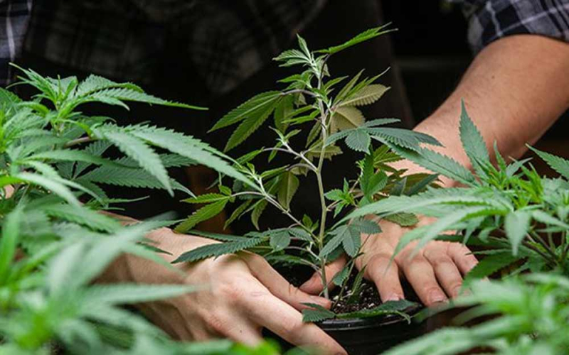 Cannabis Growing Tipps: Alles, was ihr wissen müsst
