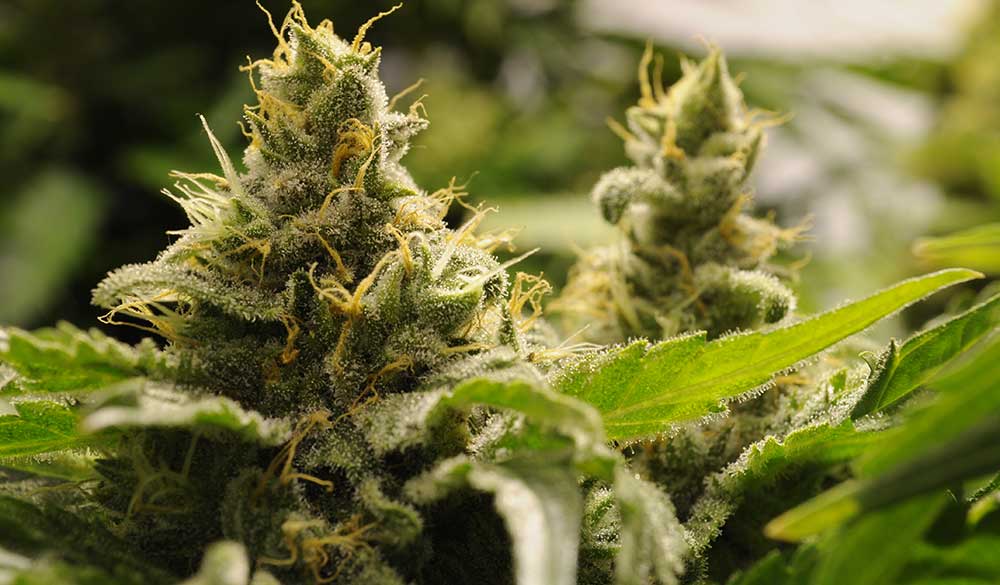 Cannabis Pflanzen anbauen – Wie geht das?