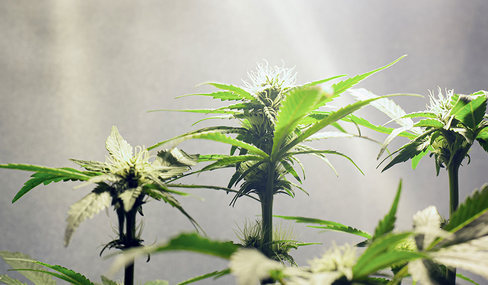 Growbox-Checkliste: Substrat und Dünger