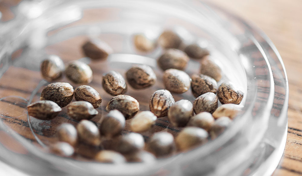 Vielfalt im Grow: Hanfsamen als perfekte Alternative für alle die Abwechslung lieben 