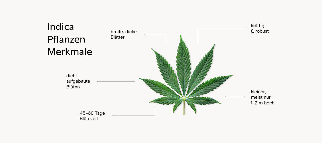 Eigenschaften und Aussehen von Cannabis Indica 