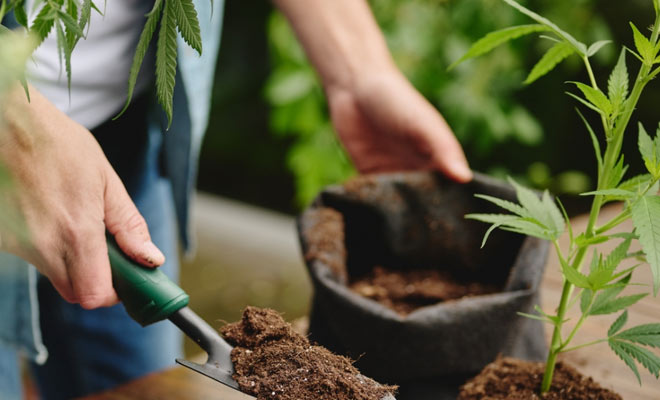 Komplettanleitung zum Anbau con Cannabis
