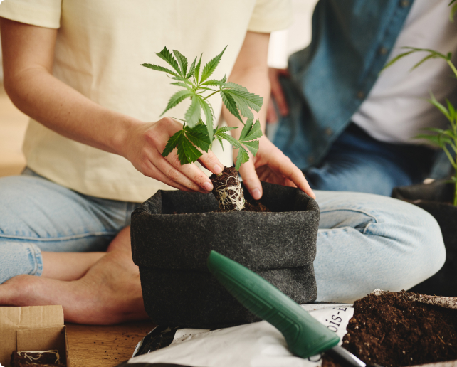 Cannabis Anbau Anleitung Cannabis Anbau Anleitung
