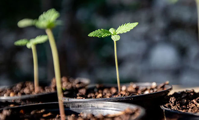 Cannabissamen erfolgreich zum Keimen bringen