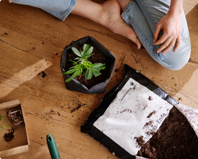 Einsteiger Tipps für Cannabis Anbau Einsteiger Tipps für Cannabis Anbau