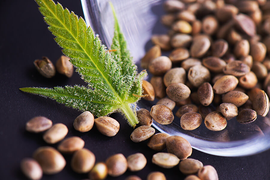 Besonderheiten von Autoflowering Samen