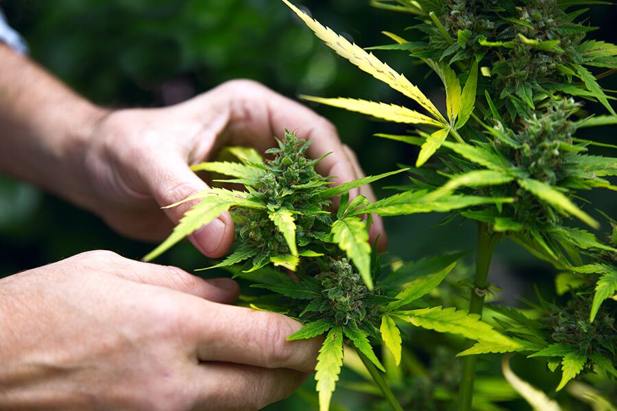 Therapeutischer Nutzen von CBD Samen