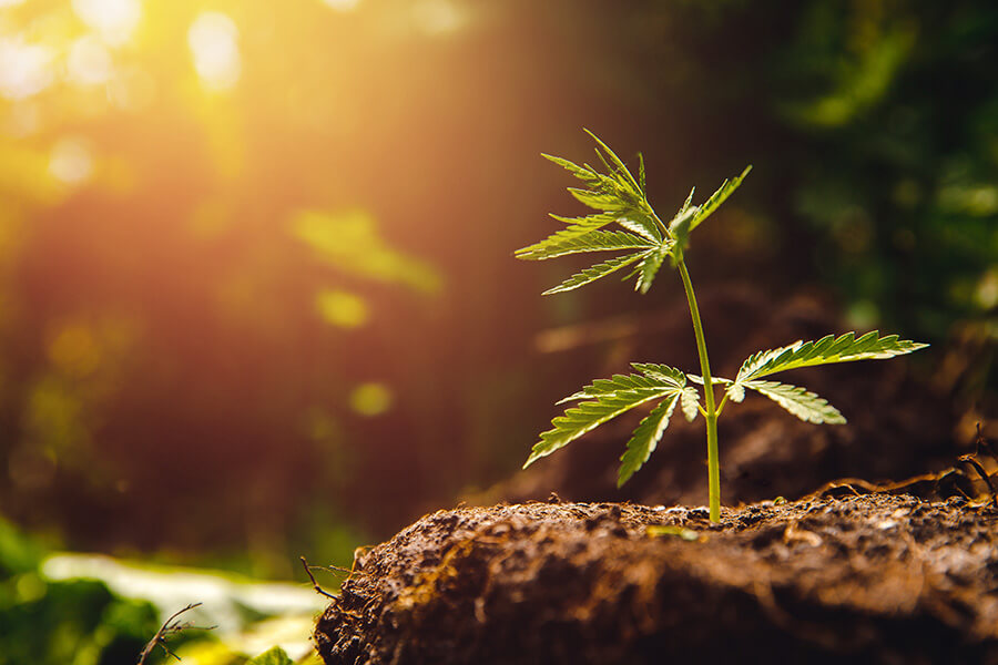 Cannabissamen schnell wachsen lassen