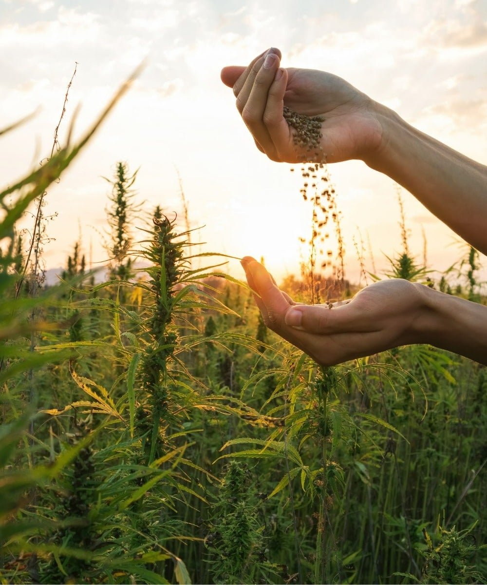 Bei Hanfgarten alles rund um Cannabis kaufen