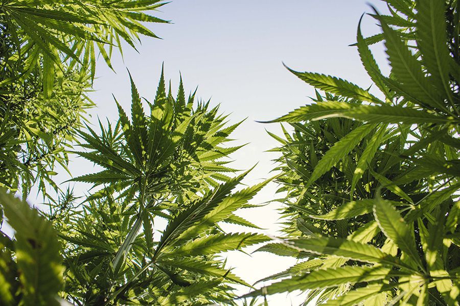 Mise en œuvre de CBD Weed